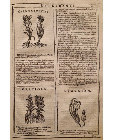 Herbario novo di Castore Durante - 1667