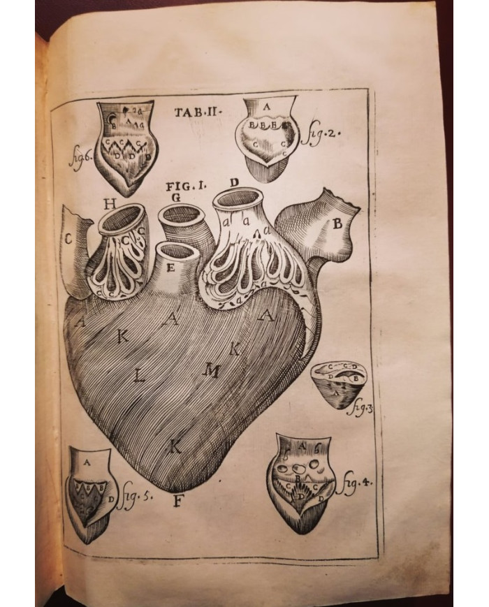 Il corpo-umano, o Breve storia dove con nuovo metodo si descrivono in compendio tutti gli organi suoi - 1739