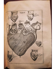 Il corpo-umano, o Breve storia dove con nuovo metodo si descrivono in compendio tutti gli organi suoi - 1739