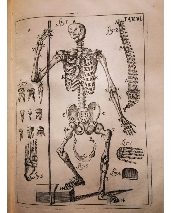 Il corpo-umano, o Breve storia dove con nuovo metodo si descrivono in compendio tutti gli organi suoi - 1739