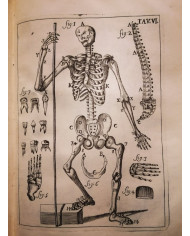 Il corpo-umano, o Breve storia dove con nuovo metodo si descrivono in compendio tutti gli organi suoi - 1739