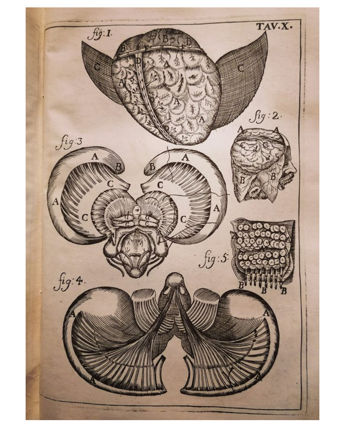 Il corpo-umano, o Breve storia dove con nuovo metodo si descrivono in compendio tutti gli organi suoi - 1739