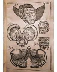 Il corpo-umano, o Breve storia dove con nuovo metodo si descrivono in compendio tutti gli organi suoi - 1739