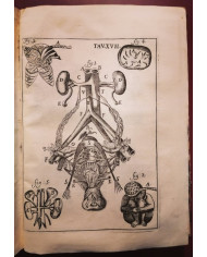 Il corpo-umano, o Breve storia dove con nuovo metodo si descrivono in compendio tutti gli organi suoi - 1739